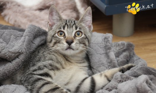 Katze Theo (Foto by Tiereck.at - Lavanttaler Tierhilfe)