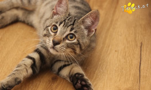 Katze Theo (Foto by Tiereck.at - Lavanttaler Tierhilfe)