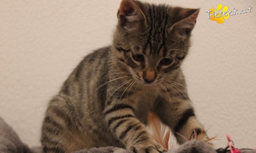 Katze Theo (Foto by Tiereck.at - Lavanttaler Tierhilfe)