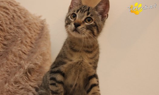 Katze Theo (Foto by Tiereck.at - Lavanttaler Tierhilfe)