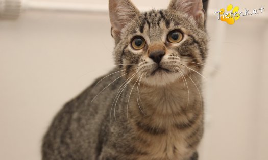 Katze Theo (Foto by Tiereck.at - Lavanttaler Tierhilfe)