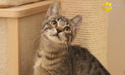 Katze Theo (Foto by Tiereck.at - Lavanttaler Tierhilfe)