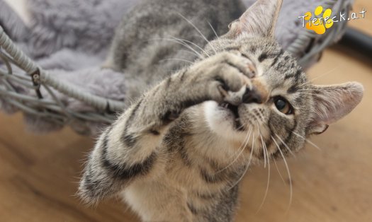 Katze Theo (Foto by Tiereck.at - Lavanttaler Tierhilfe)