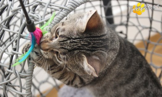 Katze Theo (Foto by Tiereck.at - Lavanttaler Tierhilfe)
