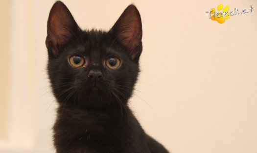 Katze Luna (Foto by Tiereck.at - Lavanttaler Tierhilfe)