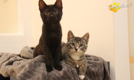 Katze Luna (Foto by Tiereck.at - Lavanttaler Tierhilfe)