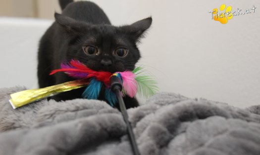 Katze Luna (Foto by Tiereck.at - Lavanttaler Tierhilfe)