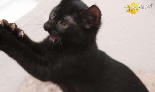 Katze Luna (Foto by Tiereck.at - Lavanttaler Tierhilfe)