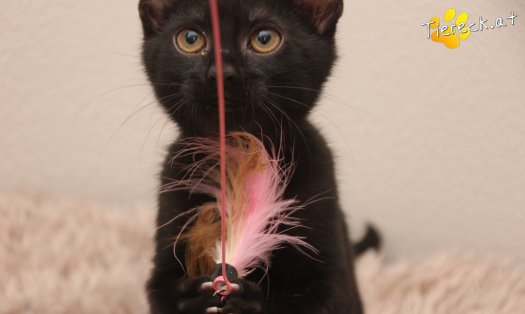 Katze Luna (Foto by Tiereck.at - Lavanttaler Tierhilfe)