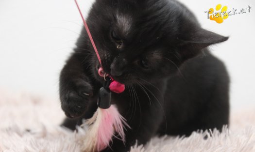 Katze Luna (Foto by Tiereck.at - Lavanttaler Tierhilfe)