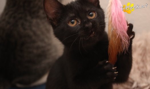 Katze Luna (Foto by Tiereck.at - Lavanttaler Tierhilfe)