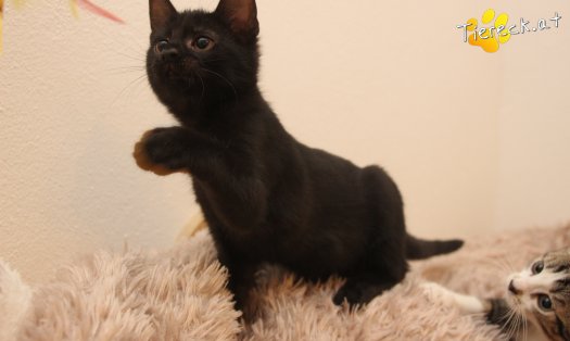 Katze Luna (Foto by Tiereck.at - Lavanttaler Tierhilfe)