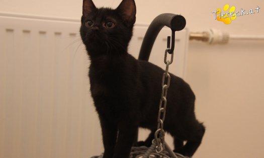 Katze Luna (Foto by Tiereck.at - Lavanttaler Tierhilfe)