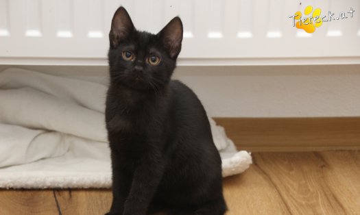 Katze Luna (Foto by Tiereck.at - Lavanttaler Tierhilfe)