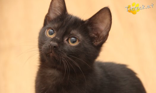 Katze Luna (Foto by Tiereck.at - Lavanttaler Tierhilfe)