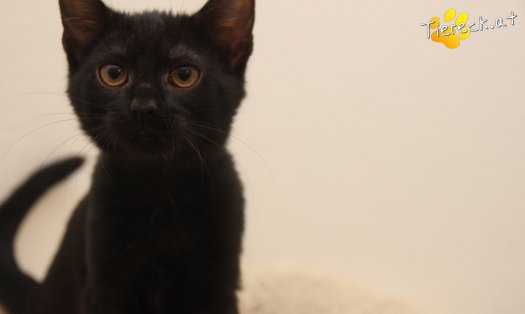 Katze Luna (Foto by Tiereck.at - Lavanttaler Tierhilfe)