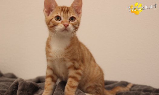 Katze Mango (Foto by Tiereck.at - Lavanttaler Tierhilfe)