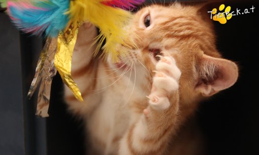 Katze Mango (Foto by Tiereck.at - Lavanttaler Tierhilfe)