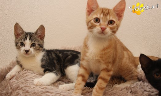 Katze Mango (Foto by Tiereck.at - Lavanttaler Tierhilfe)