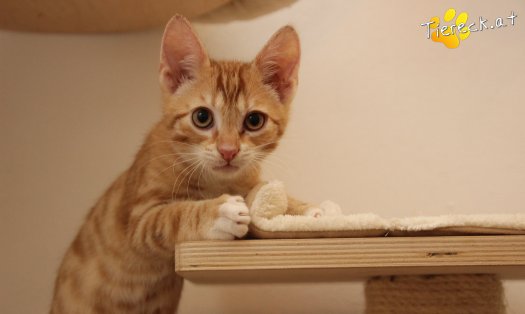 Katze Mango (Foto by Tiereck.at - Lavanttaler Tierhilfe)
