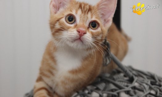 Katze Mango (Foto by Tiereck.at - Lavanttaler Tierhilfe)