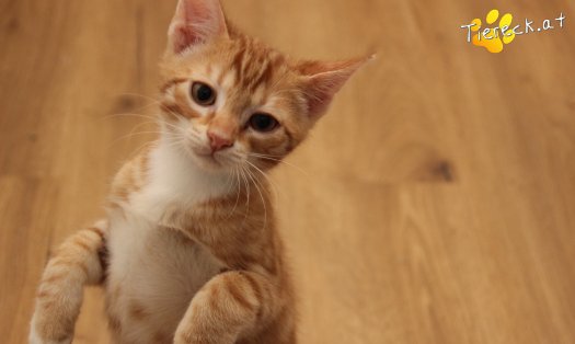 Katze Mango (Foto by Tiereck.at - Lavanttaler Tierhilfe)