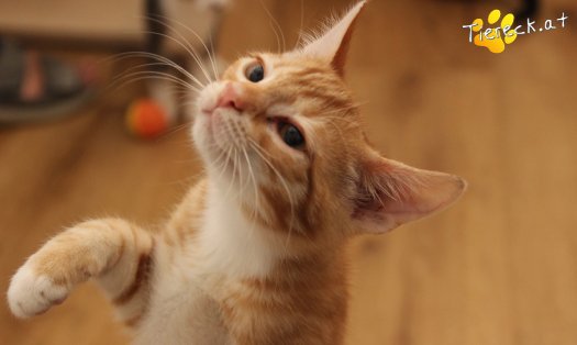 Katze Mango (Foto by Tiereck.at - Lavanttaler Tierhilfe)