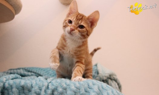 Katze Mango (Foto by Tiereck.at - Lavanttaler Tierhilfe)