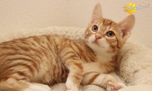 Katze Mango (Foto by Tiereck.at - Lavanttaler Tierhilfe)