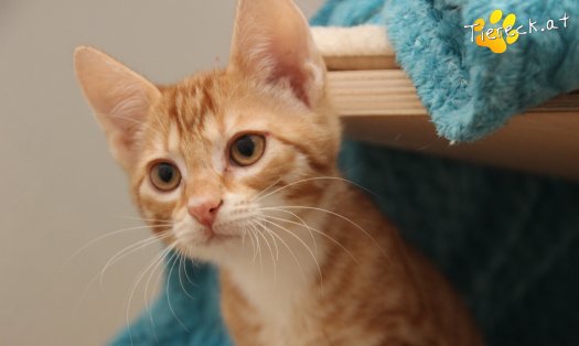 Katze Mango (Foto by Tiereck.at - Lavanttaler Tierhilfe)