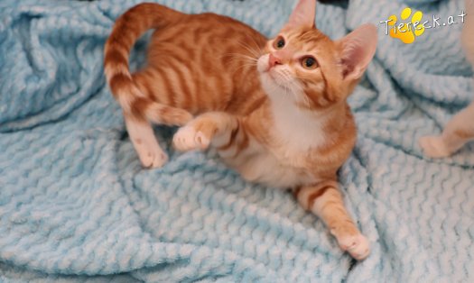 Katze Mango (Foto by Tiereck.at - Lavanttaler Tierhilfe)