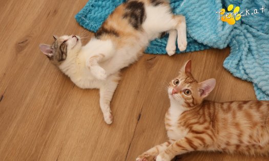 Katze Mango (Foto by Tiereck.at - Lavanttaler Tierhilfe)