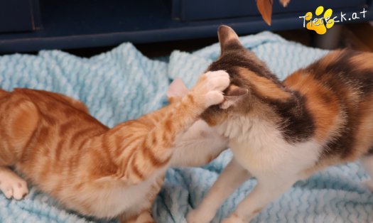 Katze Mango (Foto by Tiereck.at - Lavanttaler Tierhilfe)