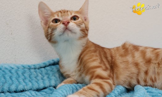 Katze Mango (Foto by Tiereck.at - Lavanttaler Tierhilfe)