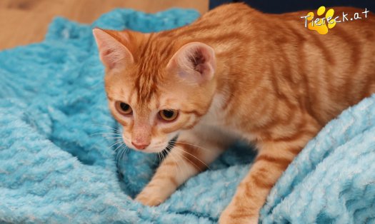 Katze Mango (Foto by Tiereck.at - Lavanttaler Tierhilfe)