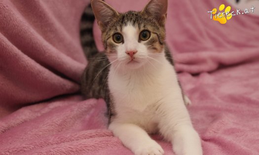 Katze Dobby (Foto by Tiereck.at - Lavanttaler Tierhilfe)