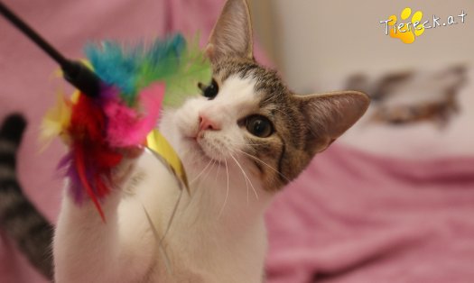 Katze Dobby (Foto by Tiereck.at - Lavanttaler Tierhilfe)
