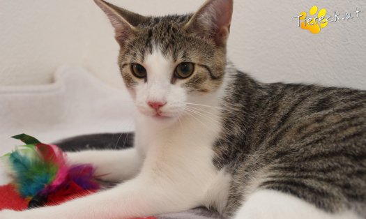 Katze Dobby (Foto by Tiereck.at - Lavanttaler Tierhilfe)