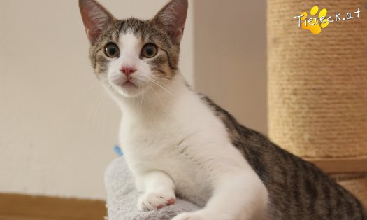 Katze Dobby (Foto by Tiereck.at - Lavanttaler Tierhilfe)