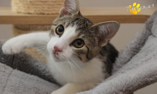 Katze Dobby (Foto by Tiereck.at - Lavanttaler Tierhilfe)