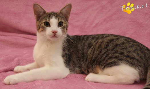 Katze Dobby (Foto by Tiereck.at - Lavanttaler Tierhilfe)