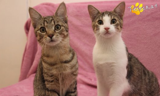 Katze Dobby (Foto by Tiereck.at - Lavanttaler Tierhilfe)