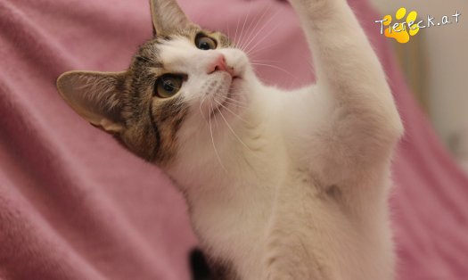 Katze Dobby (Foto by Tiereck.at - Lavanttaler Tierhilfe)