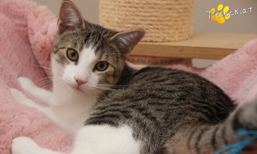 Katze Dobby (Foto by Tiereck.at - Lavanttaler Tierhilfe)