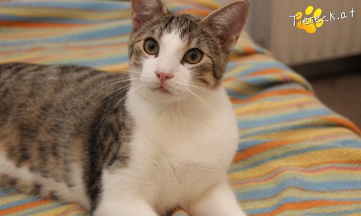 Katze Dobby (Foto by Tiereck.at - Lavanttaler Tierhilfe)