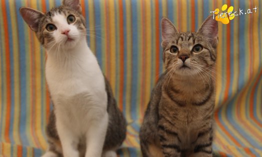 Katze Dobby (Foto by Tiereck.at - Lavanttaler Tierhilfe)