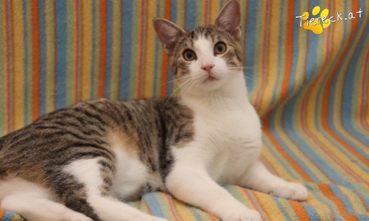 Katze Dobby (Foto by Tiereck.at - Lavanttaler Tierhilfe)