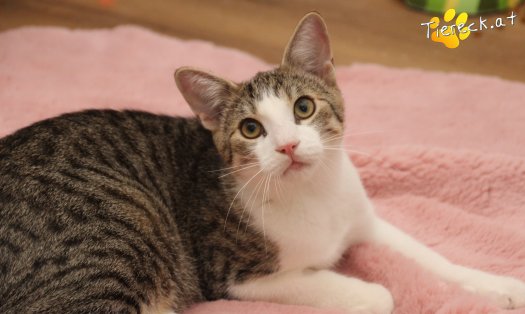 Katze Dobby (Foto by Tiereck.at - Lavanttaler Tierhilfe)