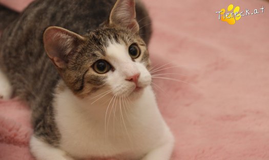 Katze Dobby (Foto by Tiereck.at - Lavanttaler Tierhilfe)