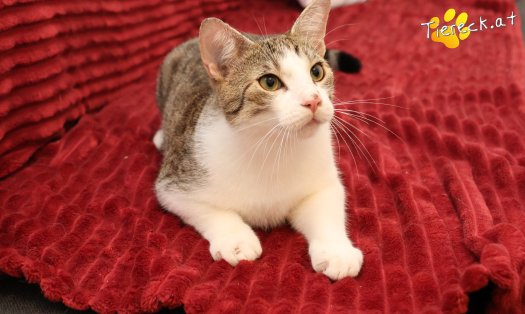 Katze Dobby (Foto by Tiereck.at - Lavanttaler Tierhilfe)